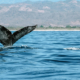 puerto-surf-excursiones-en-lancha-01